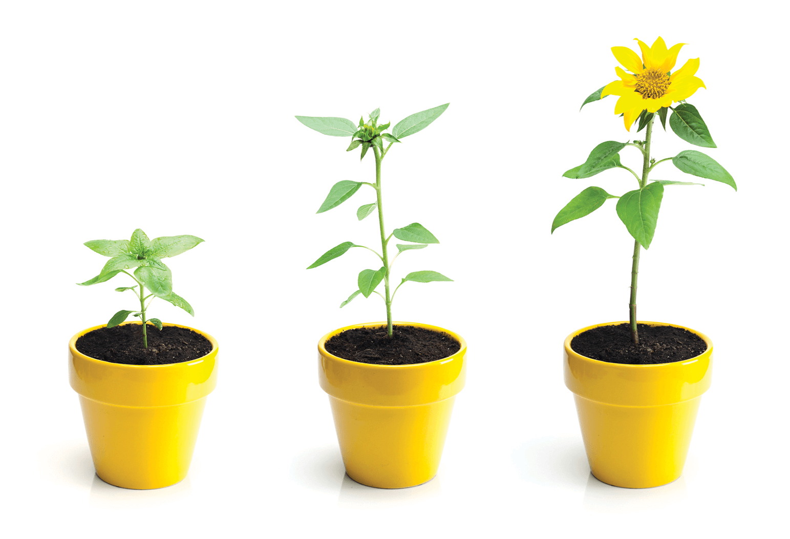 Small tree growing out of yellow pot