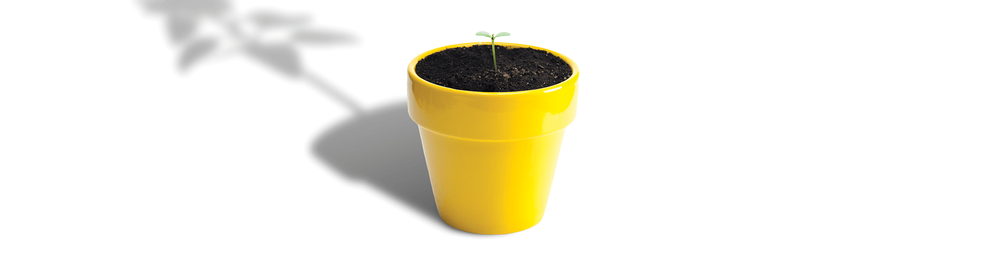 Small tree growing out of yellow pot