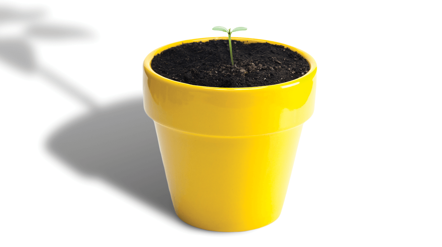 Small tree growing out of yellow pot
