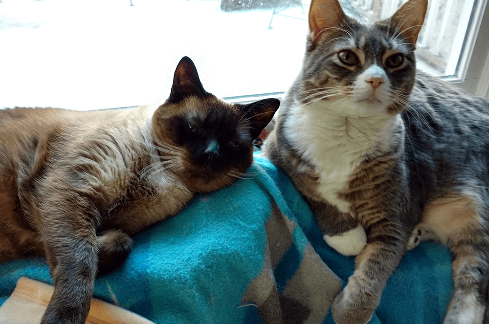 Distinguished Toastmaster Cindy Cannon’s two cats, Oscar and Emmy, of Suwanee, Georgia.