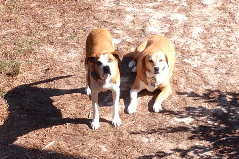Distinguished Toastmaster Cindy Cannon’s two dogs, Wheezel and Sam, of Suwanee, Georgia.