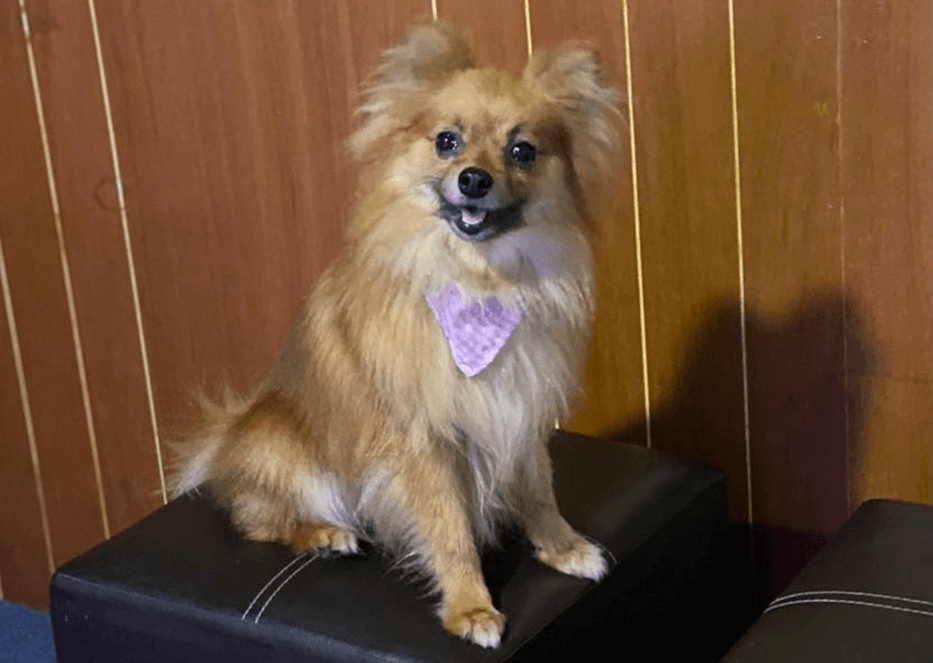 Distinguished Toastmaster Cristina Medina’s dog, Petunia, of Xalapa, Mexico.