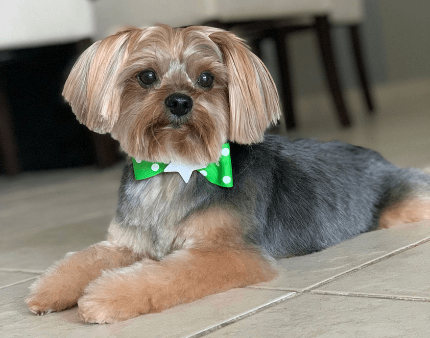 Distinguished Toastmaster Denidsa Vázquez Oritz’s dog, Gandhi, of Gurabo, Puerto Rico.