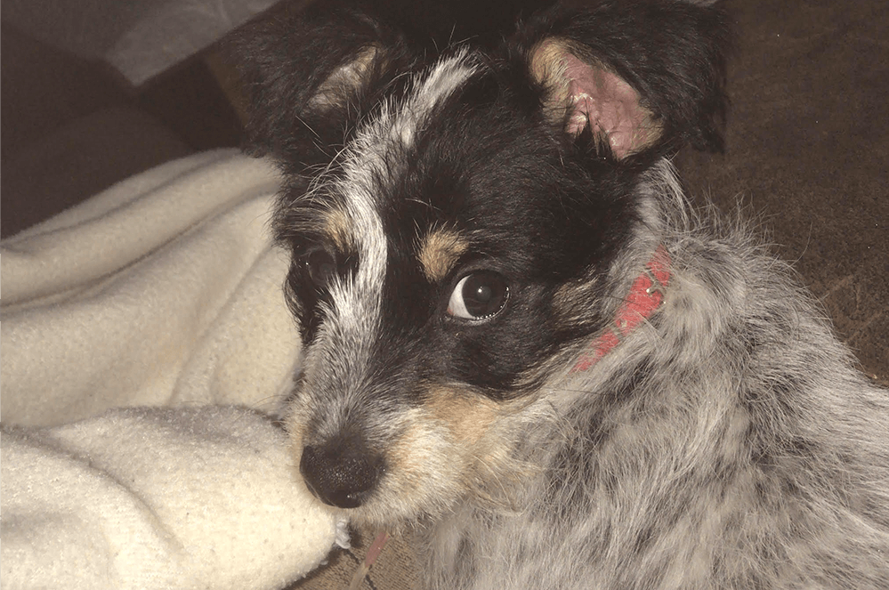 Diane Barber’s dog, Misty, of New South Wales, Australia.
