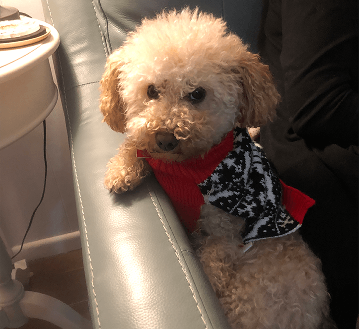 Eric Daulton’s dog, Peaches, of Abilene, Texas.