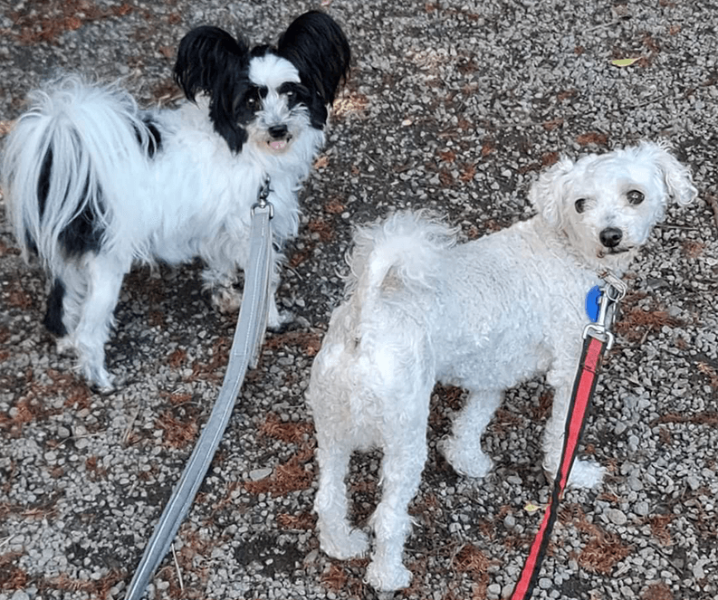 Isabel C. Carter’s dogs, Mindy and Molly, of New Plymouth, New Zealand.