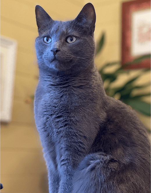 Jennifer Long’s cat, Gus, of New South Wales, Australia.