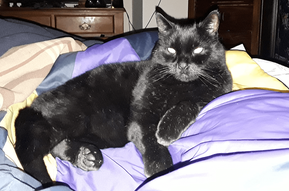 Julia Davey’s cat, Spooky, of Victoria, Australia