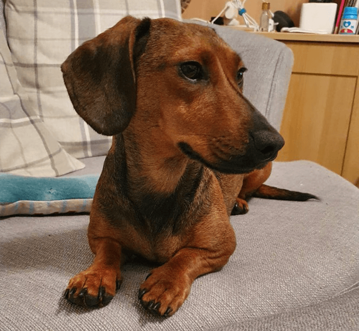 Laura Costello’s dog, Willow, of Bray, Ireland.