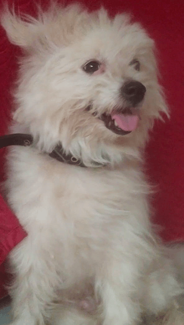 Samriddhi Tiwari’s dog, Teddy, of Raipur, Chhattisgarh, India.
